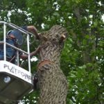 Platform Basket’s Spider 20.95 proving popular with UK arborists